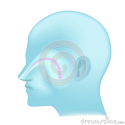 Blue silhouette of a head with maxillary sinus. Vector Illustration